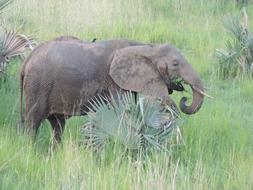 Elephant Africa