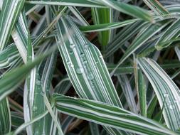 Rain drops on Leaves