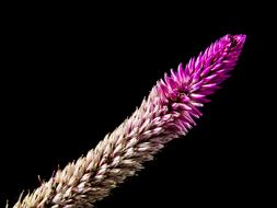 perfect pink wild Blossom