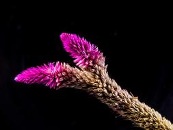 pink Flower Wild black background