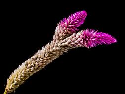 goodly Flower Wild pink