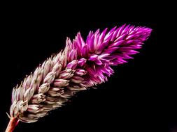 Macro photo of the beautiful purple and white flower at black background