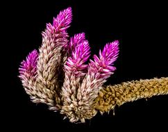 extraordinarily beautiful Flower Wild pink