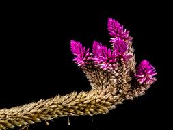 absolutely beautiful Flower pink Wild