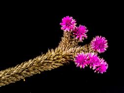 Blossom black background