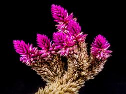 unusually beautiful Flower Wild