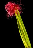 pink Corn Flower Blooming