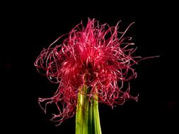 Corn Flower Blooming