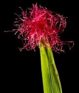Corn Flower Blooming