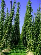 Hop Vines Hops Garden