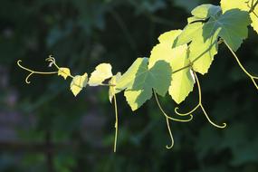 a branch of grapes in the sun