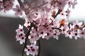 Flower Tree pink cherry