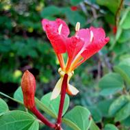 Pride Of The Cape Flower