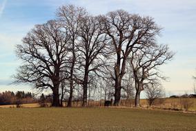 Trees Grove Of Group