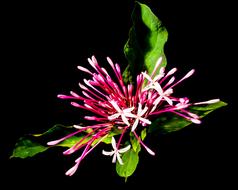 absolutely beautiful Flower Lady