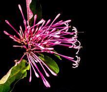 incredibly beautiful Flower Lady