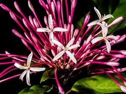 perfect Flower Lady pink