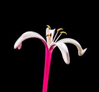 perfect Flower pink Lady