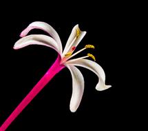 closeup photo of unusually beautiful Lady bloom