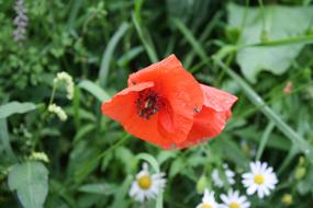 fabulous Poppy Wildflowers