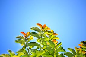 green leaves of a bush against a blue sky in Sri Lanka