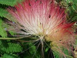 extraordinarily beautiful Persian Wattle Acacia