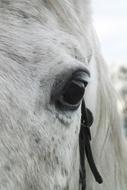 black eye of a white horse, close-up