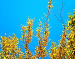 Birch Yellow Blue