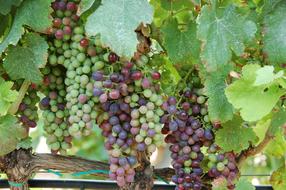 Grapes Wine