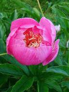 pink peony on a bush close-up