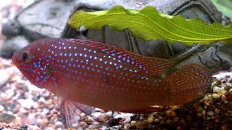 Aquarium Fish