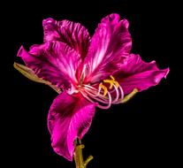 goodly Bloom bright pink