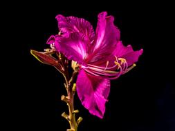 wonderful Bloom bright