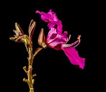 pink Bloom black background