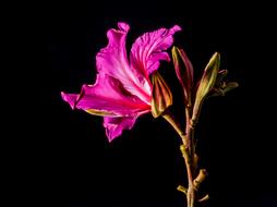 unusually beautiful Flower