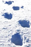 Snow Traces
