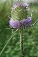 fabulous Thistle Flower Blossom