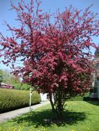 Blood Plum Spring