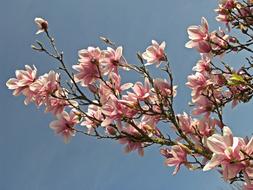 extraordinarily beautiful pink Magnolia Blossom