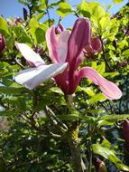 pink blossom of magnolia tree close up