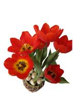 extraordinarily beautiful Tulips Red