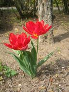 absolutely beautiful two Tulips Red