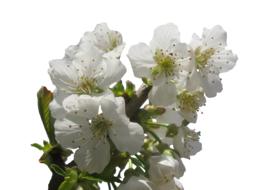 white cherry flowers, close-up