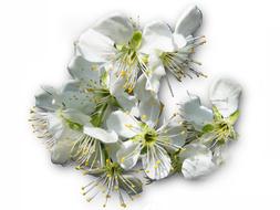White cherry tree Blossoms isolated