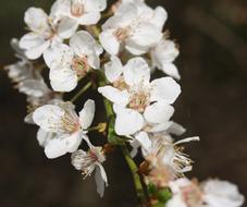 impressively beautiful Cherry Blossoms Hell