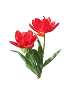 painted two red blooming tulips