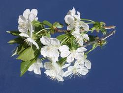 incredibly beautiful Cherry Blossom White Branch