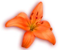 Lily Orange Spring flower