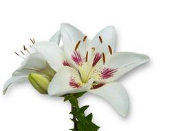 unusually beautiful Lily White Spring
