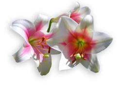 perfect Lilies White Blossom